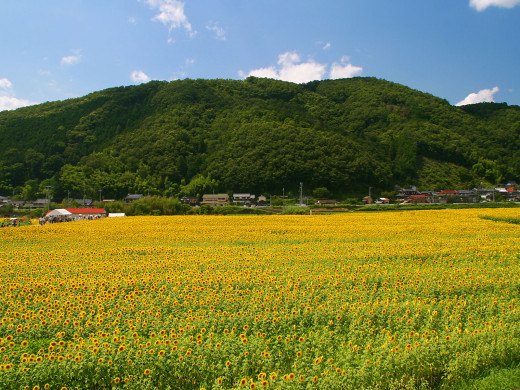 46743 (a): :1600x1200